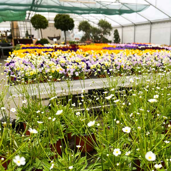 blumen-holzschuh-fruehling-2023-sq